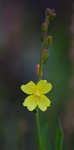 Threadleaf evening primrose